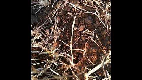 Invisible Northern Walking Stick In Dry Grass