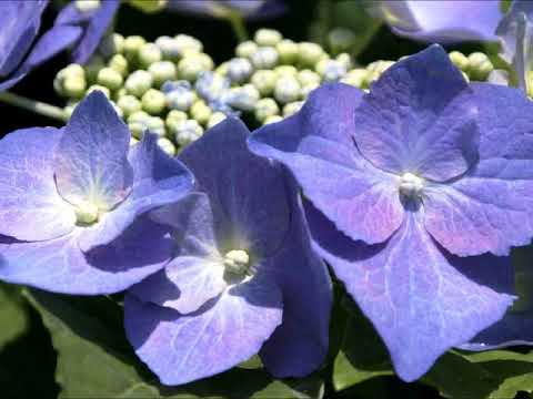 梅雨の晴れ間・バス（MIDI）