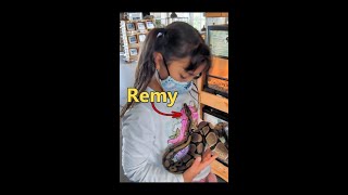 Remy The Snake Awesome Discovery Center