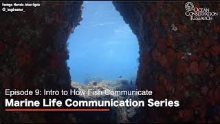 Intro to How Fish Communicate - Marine Life Communication Series
