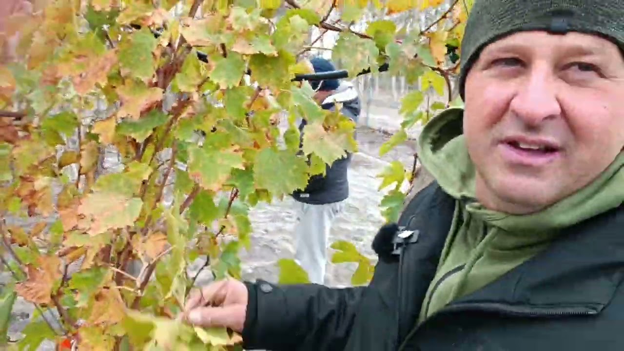 Szili Miklós a Király, olyan infók.....