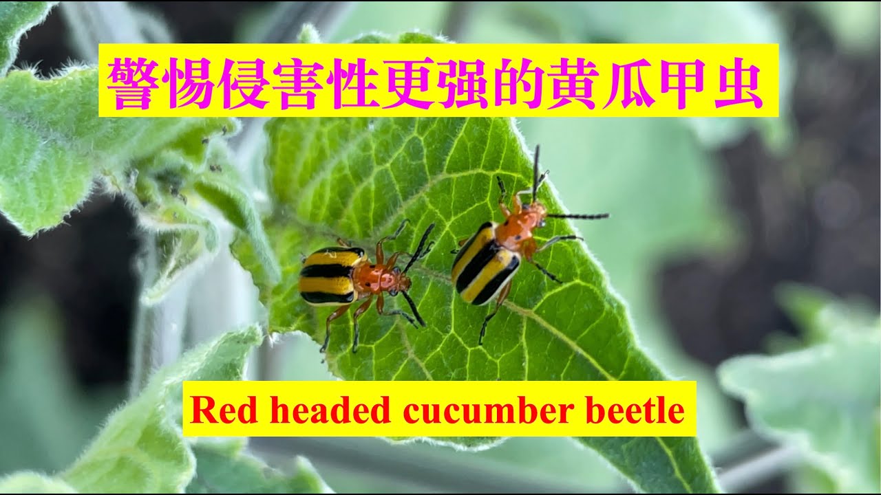 Red headed cucumber beetles。警惕侵害更强的黄瓜甲虫- YouTube
