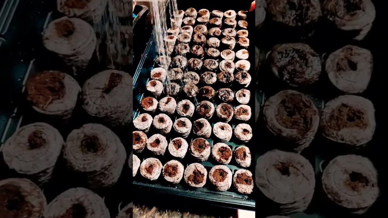 Seed Starting- Jiffy Pellets Rising