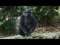 view #GorillaStory: Happy 3rd Birthday, Moke! digital asset number 1