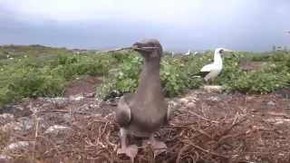 A Red-footed Booby Plays Catch