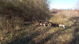 Rabbitdogs.net  2019 Rabbit Hunt  Estill Springs, TN
