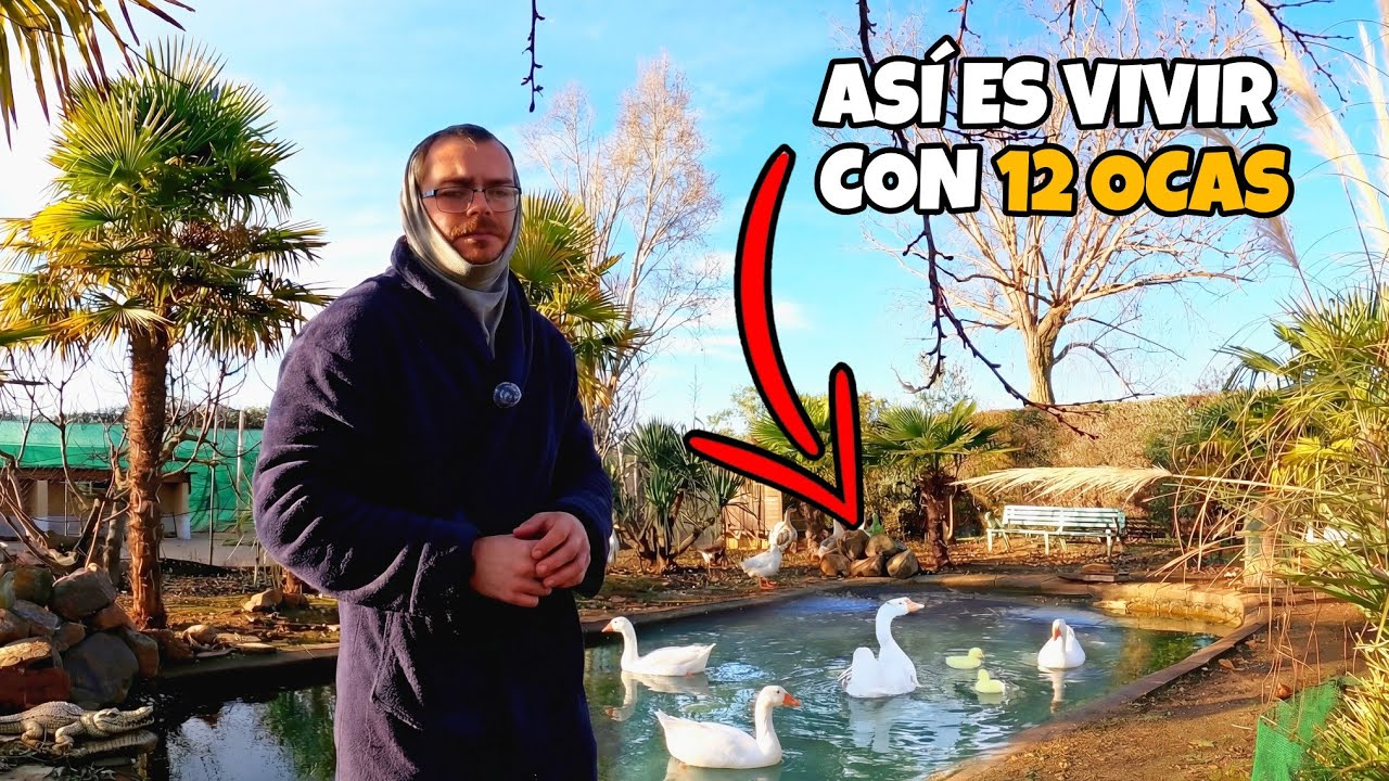 ¿Las ocas son tan agresivas como dicen? Así es convivir con ellas.