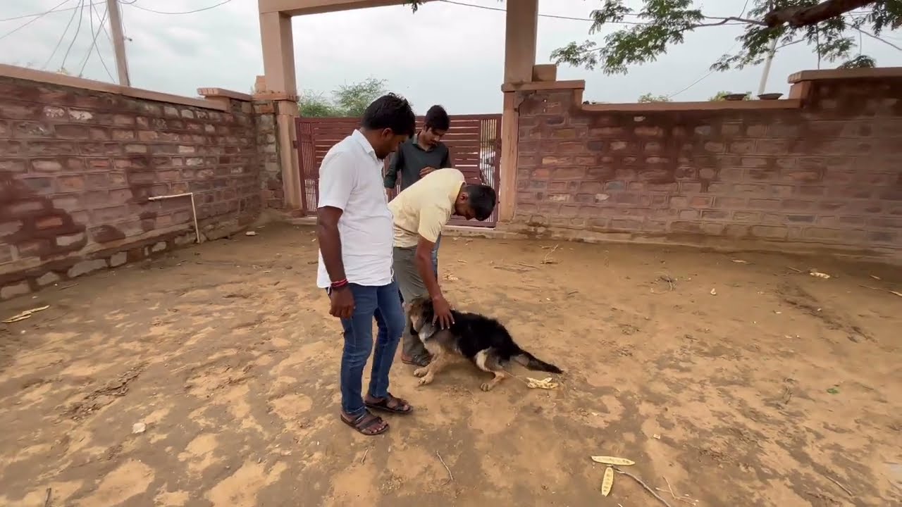 German Shepherd Sheru Pet parents come after one month of training 