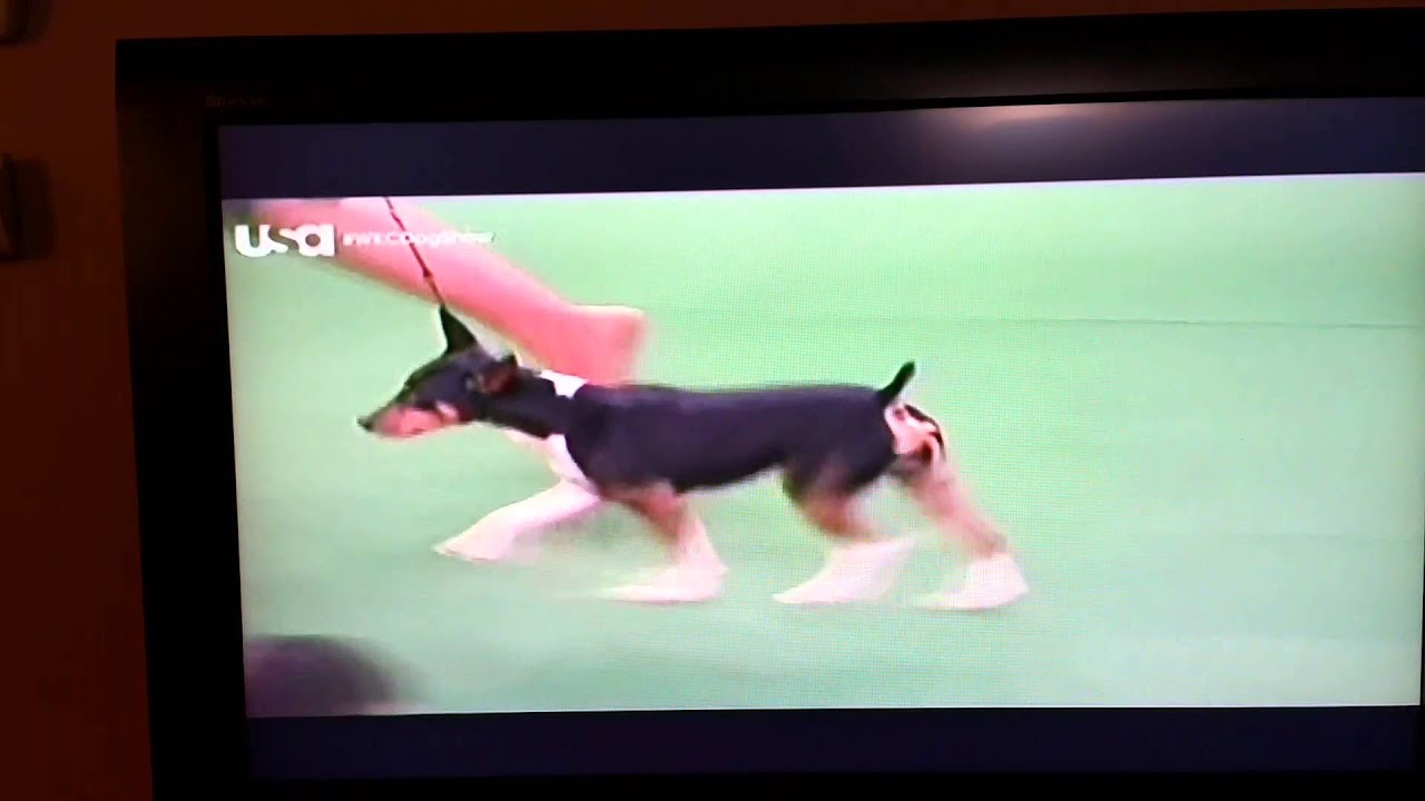 2016 Westminster Kennel Club dog show the rat terrier YouTube