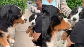 Dog Is So Excited To Meet His New Puppy Brother
