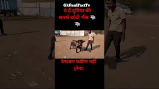 दुनिया की सबसे छोटी भैंस, देखकर यकीन नहीं होगा | Smallest Buffalo In The World