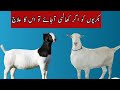 Treatment If A Goat Coughs اگر بکری کو کھانسی آئے تو اس کا علاج