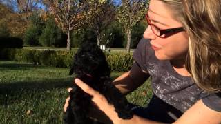 2014 Jetta litter - Puppy #5 by HoosierDoodles 105 views 9 years ago 1 minute, 5 seconds