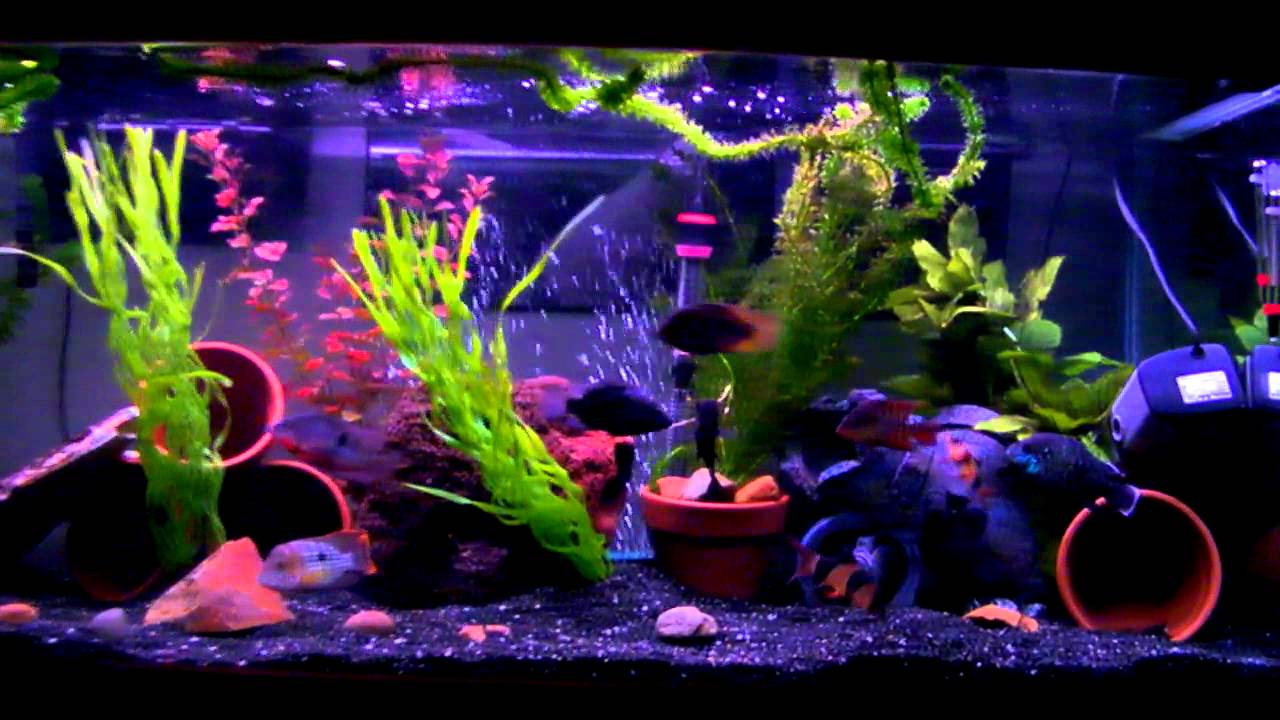 American Cichlid Community Tank 55 gallon - YouTube American Cichlid Community Tank 55 gallon - YouTube