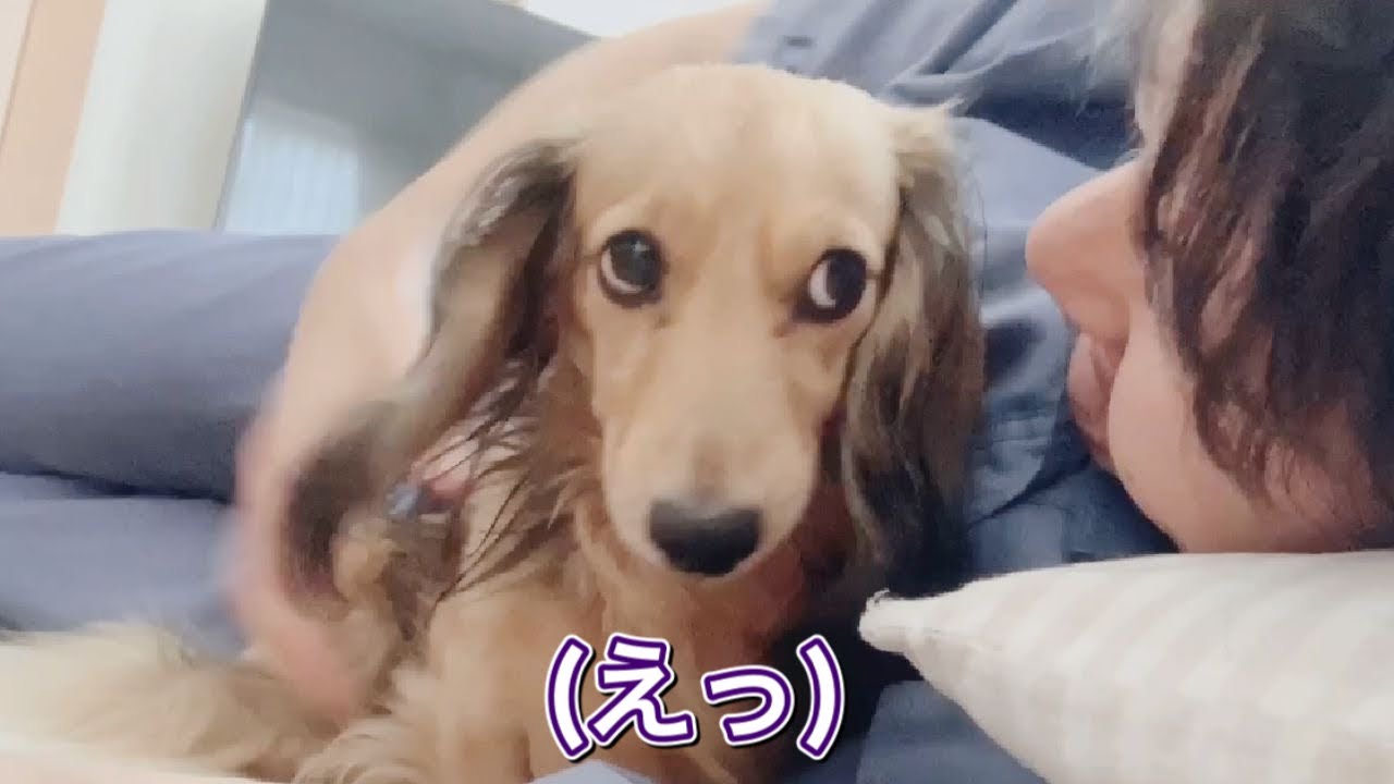 くっつきたくて仕方ない犬をあえて離してみた ダックスフンド Dachshund Cuddles Up Repeatedly Soon After He Is Removed Youtube
