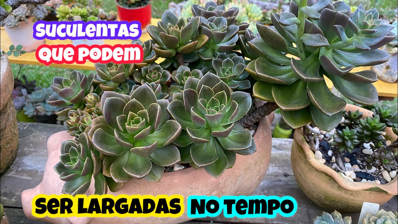 SUCULENTAS QUE PODEM SER LARGADAS NO TEMPO E MESMO ASSIM FICAM BEM 