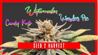 Timelapse - Seed to Harvest - Candy Kush, Watermelon, Wonder Pie