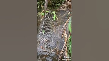 Bẫy Cá Bằng Lờ Bát Quái Dính Cá Nhiều Chạy Tung Lưới