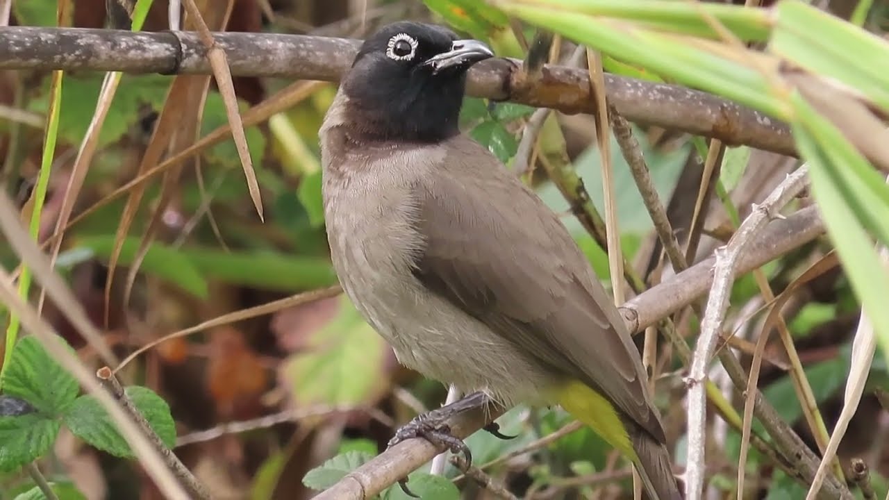 Žutoguzi bulbul - White-spectacled bulbul - Pycnonotus xanthopygos