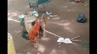 La Bataille Des Poules