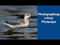 Trying to keep up with a fast moving Grey phalarope