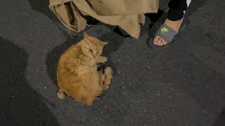 車に轢かれていた猫を救出して保護しました。助かってほしい・・・