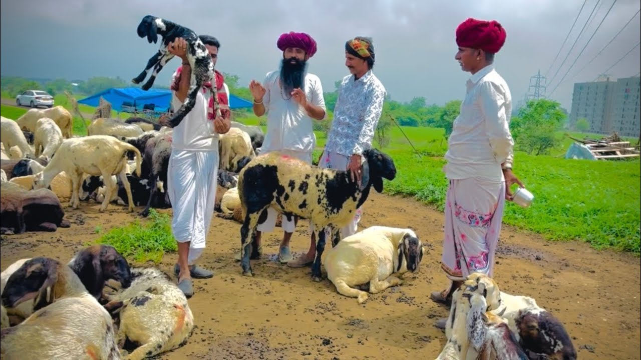 इंदौर कि सबसे अच्छी भेड की नस्ल ब्रांड वीडियो पूरा देखे बहूत अच्छा नज़ारा मालधारी रबारी पशुपालन