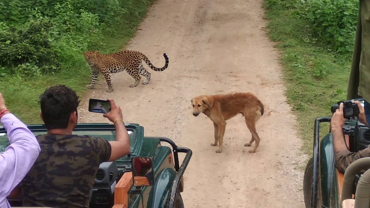 Jhalana leopard safari park jaipur