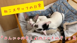 浦安市の猫を売らない猫の店 保護猫カフェ 猫の館me