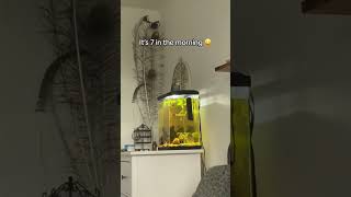 Her Bird Wouldnt Stop Singing At 7Am In The Morning