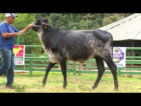 LOTE 31   1258BF   FAZENDA VILAREJO   LEILÃO ALIANÇA GENÉTICA