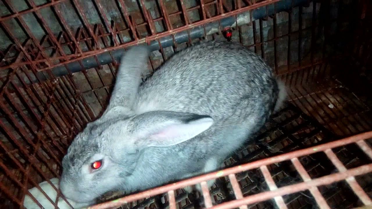 ازاي تزود لبن الارنبه بعد الولاده وازاي نعرف ان  لبنها قليل فديو مهم جدا من ارانب الخيروالبركه