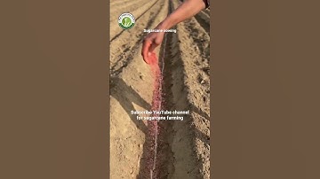 Sugarcane sowing,  subscribe YouTube channel for sugarcane farming videos #riar_sugarcane_farm