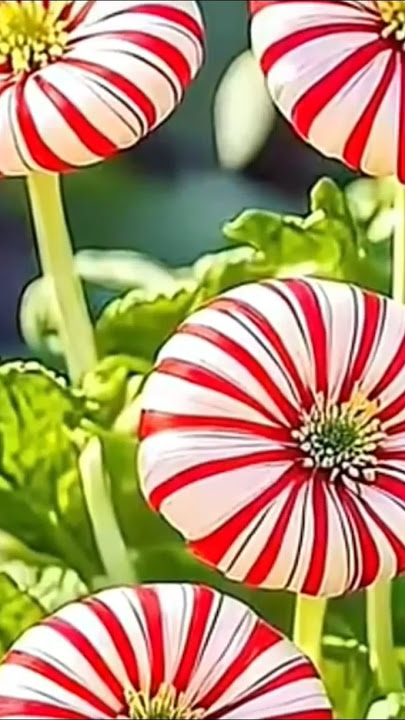 beautiful flower#flower#YouTube short