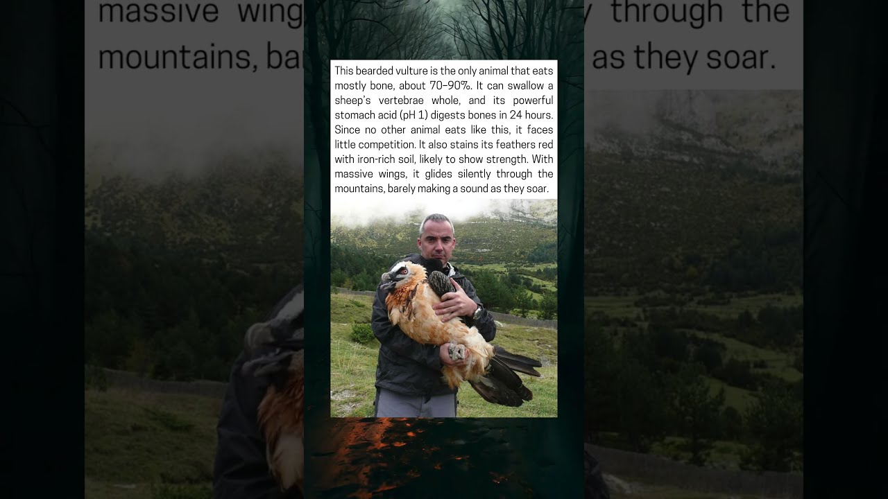 The Bearded Vulture Bone Crushing Bird