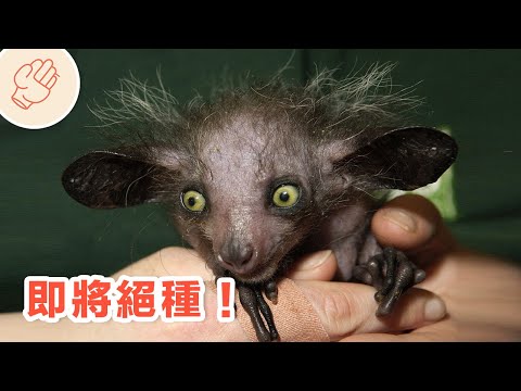 令人毛骨悚然生物？這到底是什麼動物？