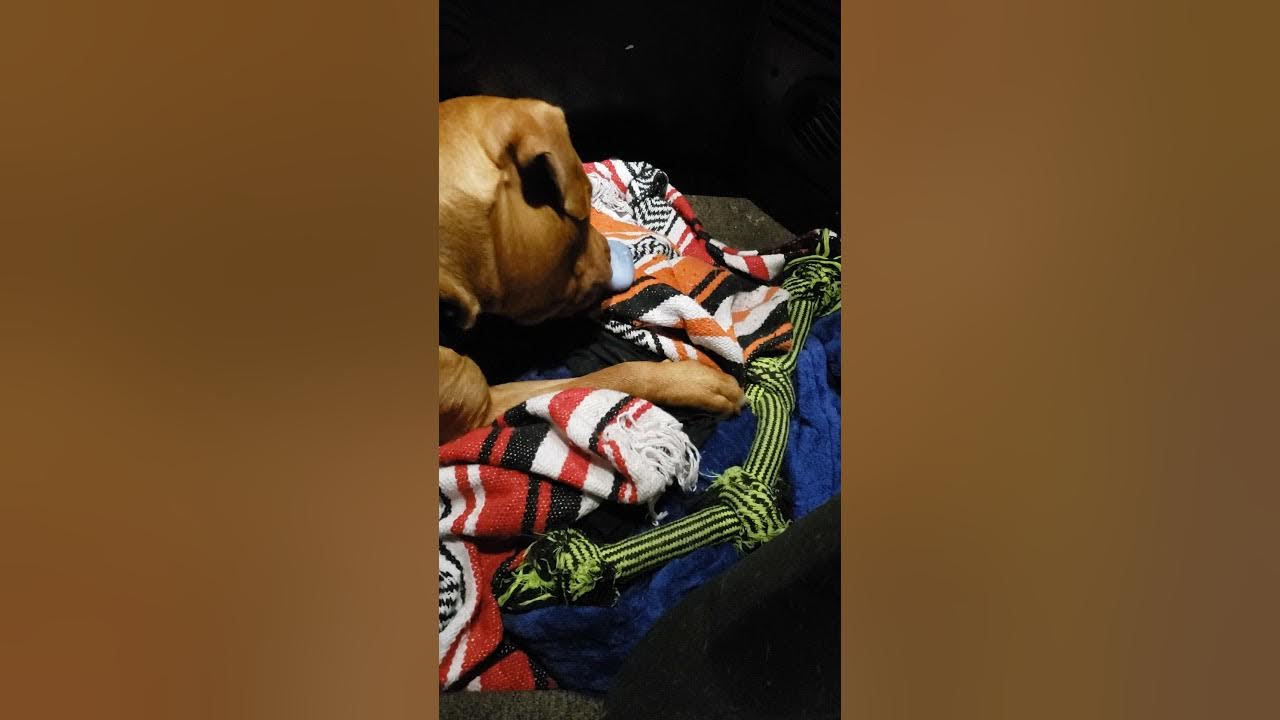 dog eats soap. YouTube