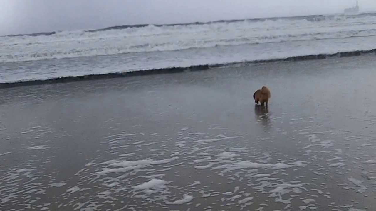 Chipper at the beach on a rainy day Feb 2014 YouTube