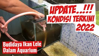 Budidaya Ikan Lele Dalam Aquarium | Update Kondisi Terkini