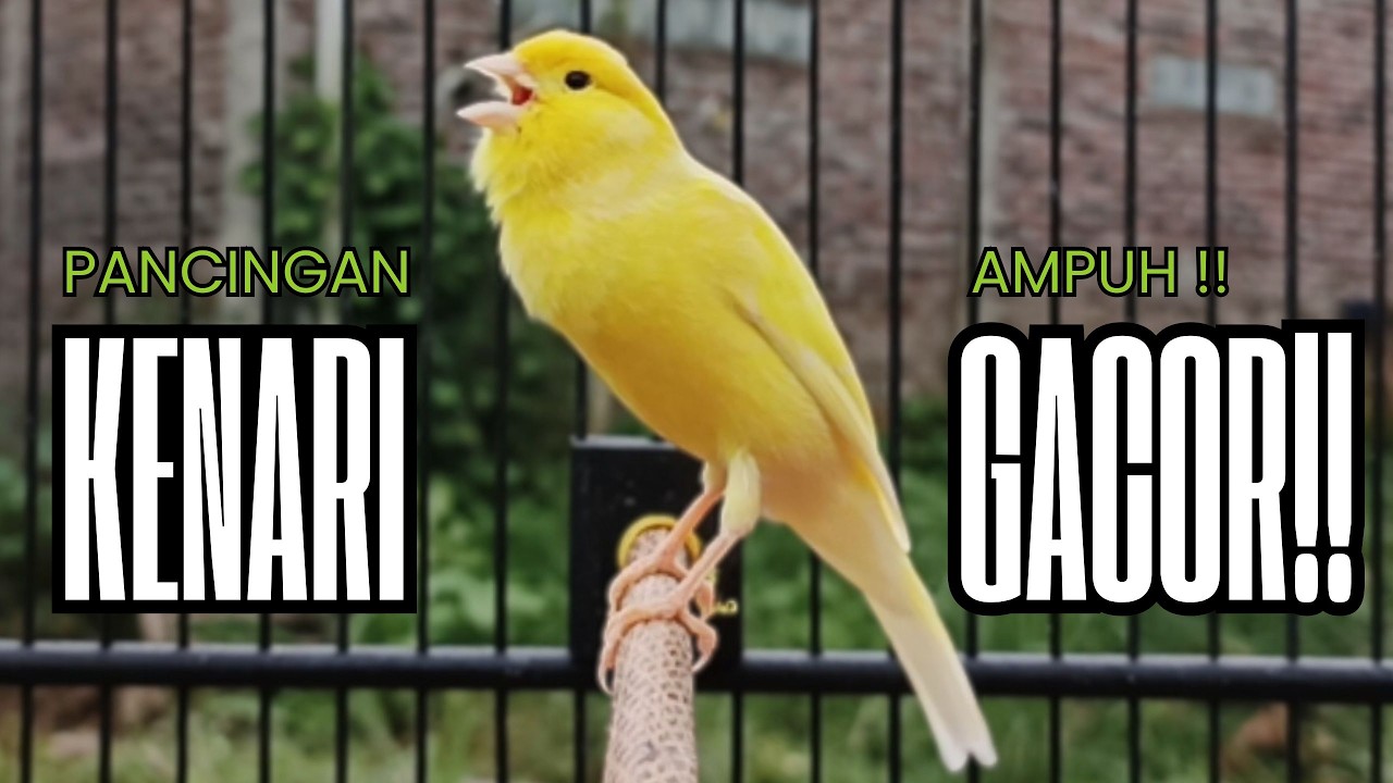 Pancingan Kenari GACOR panjang untuk Masteran Kenari PAUD & agar Kenari diam agar bunyi & gacor