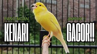 Pancingan Kenari Gacor Panjang Untuk Masteran Kenari Paud U0026 Agar Kenari Diam Agar Bunyi U0026 Gacor