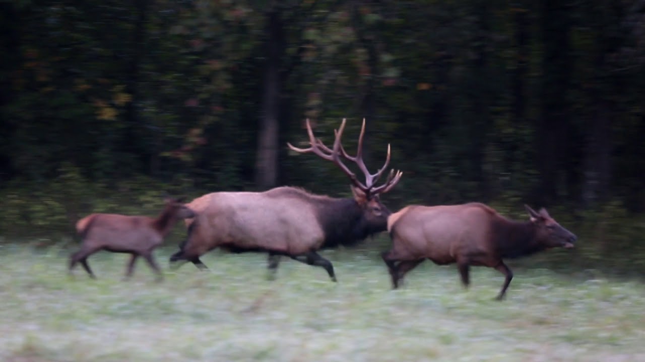 2016 Boxley Valley Elk Big Bull YouTube