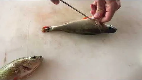 Che sapore ha il persico?