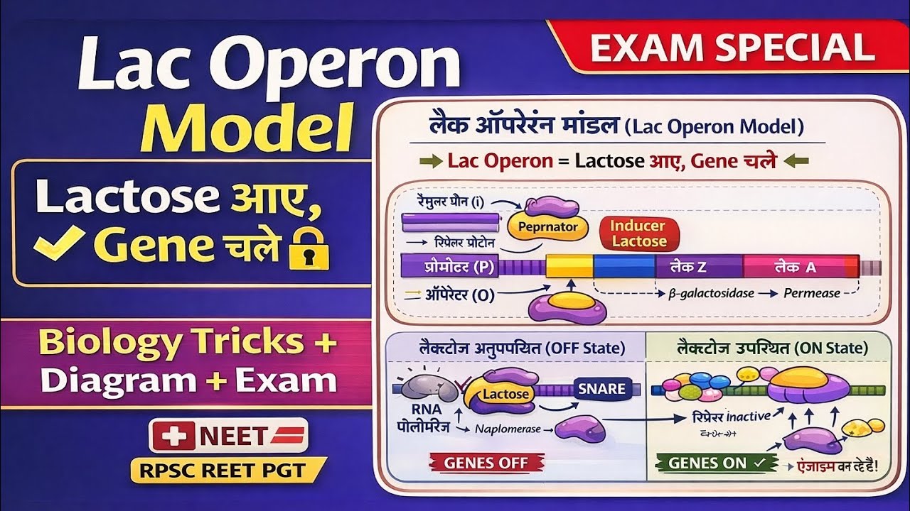 Lac Operon Model Biology Tricks | Prokaryotic Gene Regulation | Exam ...