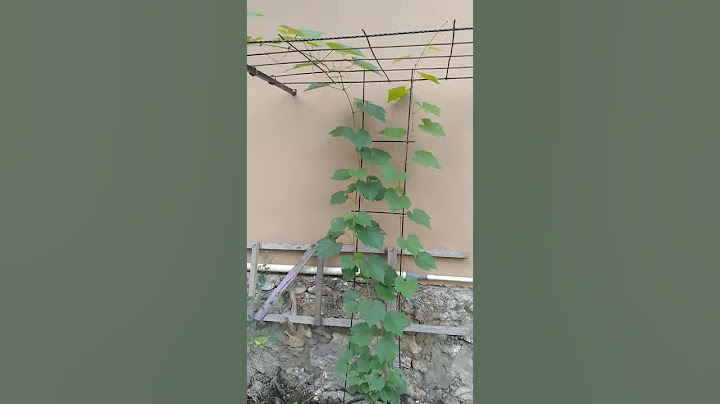 Rambatan Anggur disamping rumah