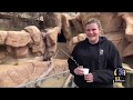 Zoo to You Virtual Safari: Banded mongooses and African crested porcupine!