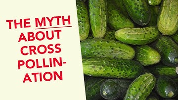 Cucumbers, Melons, and the Myth About Cross-Pollination