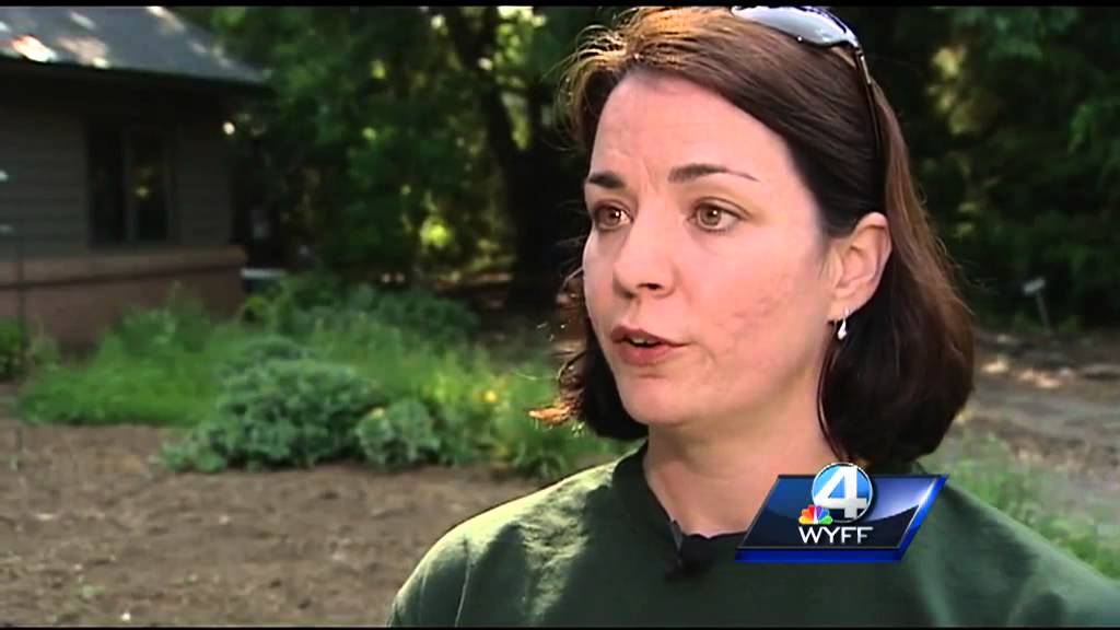 DNR:  Backyard bears becoming a problem in the Upstate