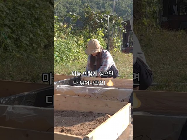 마늘심기 이렇게 심으면 다 튀어나와요#마늘심기 #마늘재배 #마늘농사 #텃밭가꾸기 #시골살이 #5도2촌 #초록발바리 #텃밭일상 #주말농부