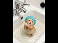 Bath time but make it cute 🐱🛁😂#cat #cutecat #funnyvideo #shorts #viral